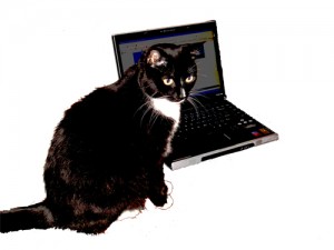 Web Hosting Cat