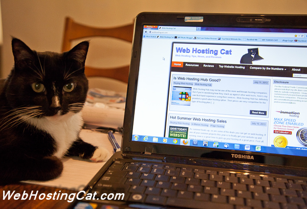 Web Hosting Cat Tips
